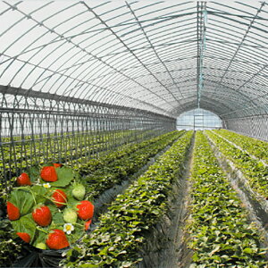 _ƗptB X[p[o[iCg 0.1mm×850cm×100m nEX̃tB apbNX lzs s J{