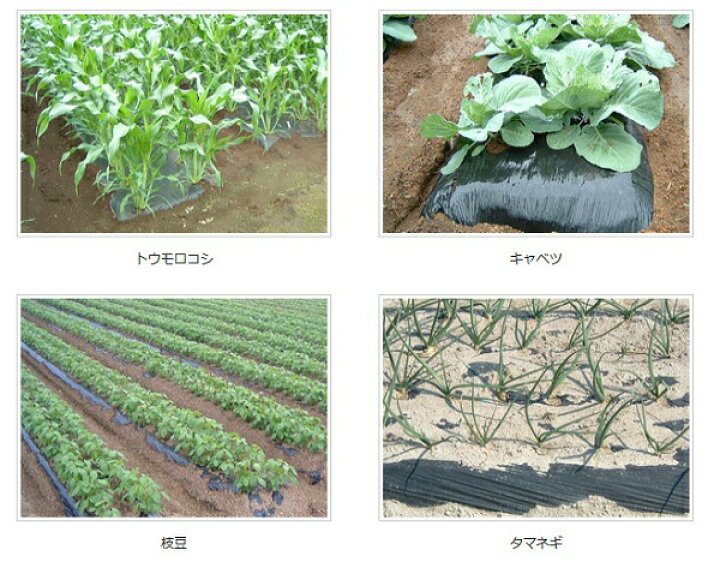 楽天市場】【4/30までエントリーで最大100%Pバック】2本 生分解マルチ 
