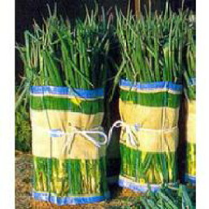 50 }L}L lME} p n plbg 60×125cm FGNV ^S s