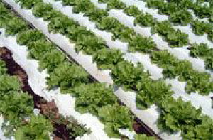 lzs kCs 5{ o[X}`  0.023mm×95cm×200m }` C^j ^S s