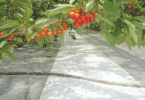 2{ Xm[ebNX 1.8m×50m H _Ɨp˃V[g lzs s