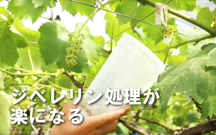 人気メーカー ブランド カップ選択 らくらくカップ２ 乾電池式ジベ処理器 ぶどう ブドウ ジベレリン Fucoa Cl