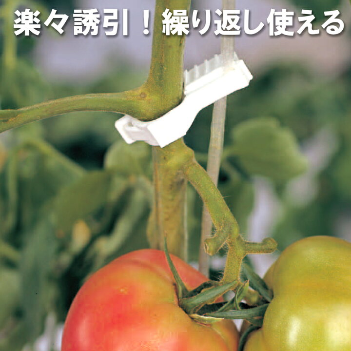 爆買い 0個 2袋 くきたっちアルファ パープル 細紐用 薄紫 Ka P0 誘引 クリップ 誘引クリップ 誘引資材 誘引器具 トマト ナス パプリカ 栽培 シーム タ種 Dz
