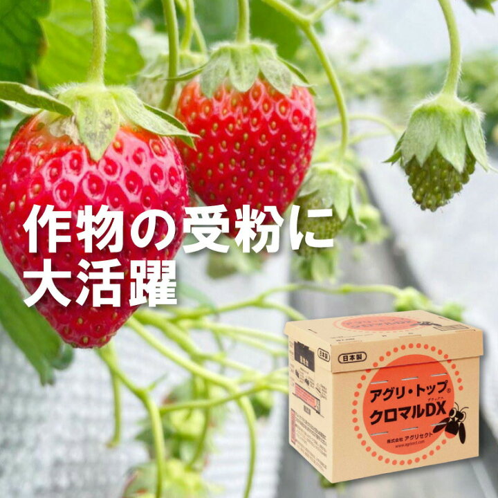 楽天市場 クロマルdx クロマルハナバチ 受粉用蜂 ハチ 50頭以上 乾燥花粉 蜜付 巣箱セット イチゴ トマト 交配 受粉 蜂 はち ハウス 施設栽培 アグリセクト タ種 代引不可 農業用品販売のプラスワイズ
