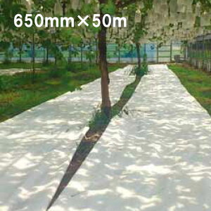 650mm×50m  ĂĂ Ռlbg  JX ANCI TT s