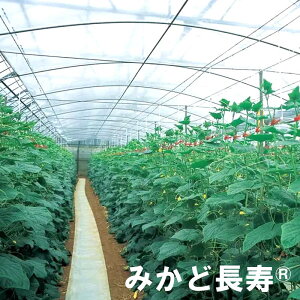 0.07mm 210cm 100m×2{ ݂ǒ 70A J悯nEXJ[ep _PO  J{ s
