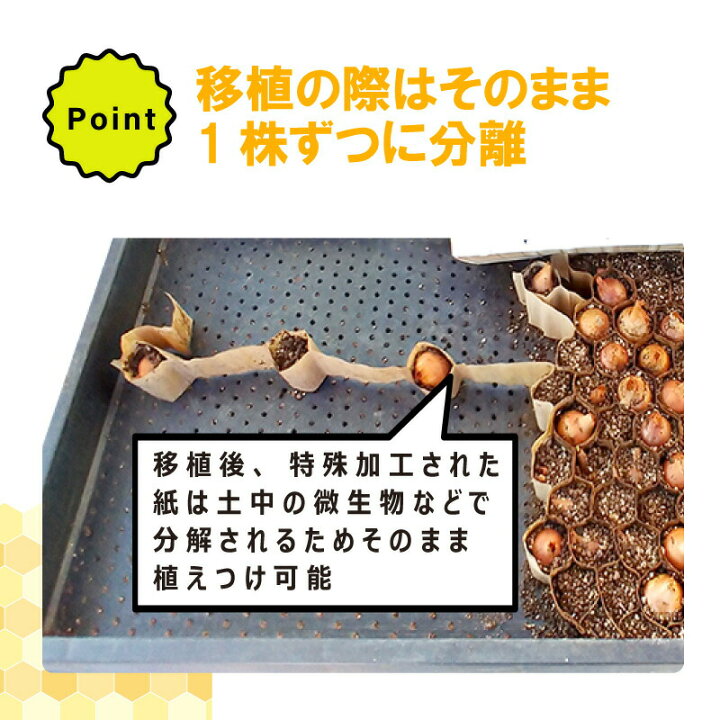 楽天市場】チェーンポット CP303 1冊 (単品) 株間5cm 264鉢 播種 