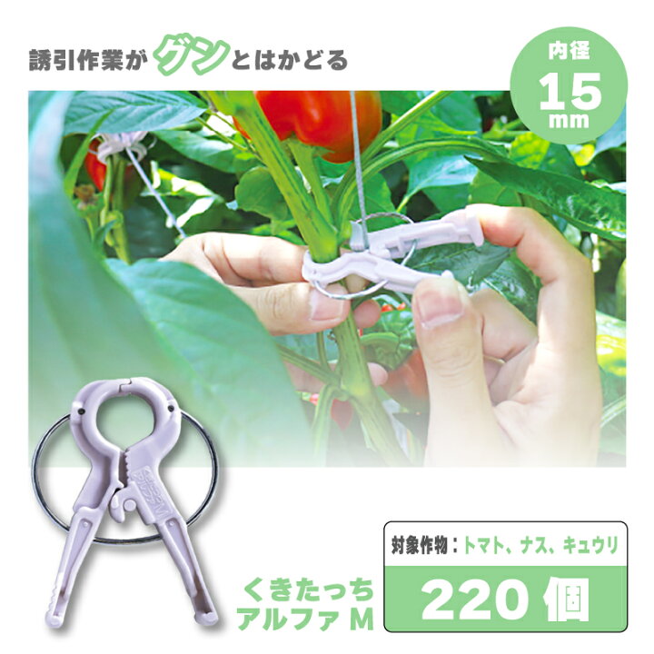 楽天市場】【4/30までエントリーで最大100%Pバック】220個 くきたっち 