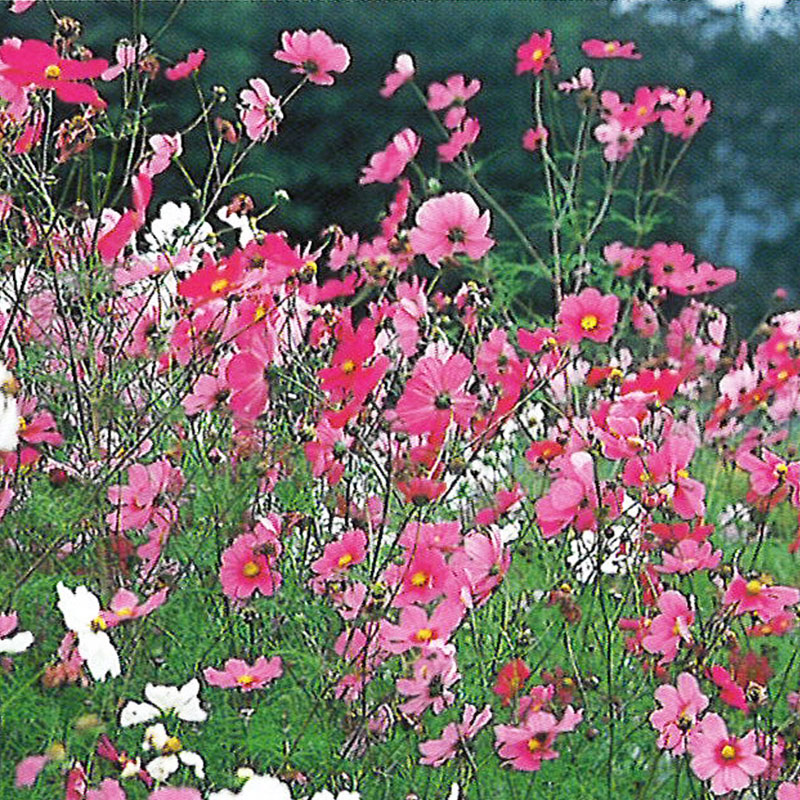秋咲きで草丈高い 花色は赤 驚きの値段 白 桃色 種 1kg 買い物 景観用 コスモス センセーション混合 園芸用 米S 代引不可 タキイ種苗