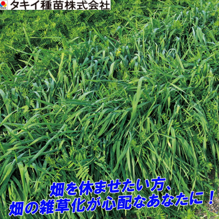 楽天市場 種 1kg まめむぎマルチ らい麦 ベッチ混合 春蒔き主体 タキイ種苗 緑肥 雑草抑制 ゲリラ豪雨 砂塵対策 土壌改良 米s 代引不可 プラスワイズ業者用専門店