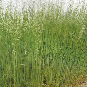  1kg×5 AEFiXgST 񔞖쐶 lOT^CW Δ앨 ̑ _ {Y Δ q ^LCc S s (o^i햼:lOT^CW)