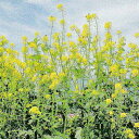 種 1kg×5袋 緑肥用からしなシロカラシ 黄花のちから 緑肥作物 その他 酪農 畜産 緑肥 牧草 タキイ種苗 米S 代引不可 (登録品種名:黄花のちから)