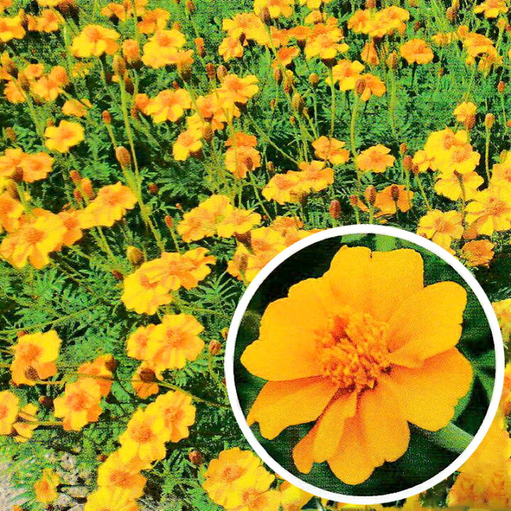 楽天市場 種 0g フレンチマリーゴールド グランドコントロール 緑肥作物 春まき主体 景観用 タキイ種苗 米s 代引不可 プラスワイズ業者用専門店