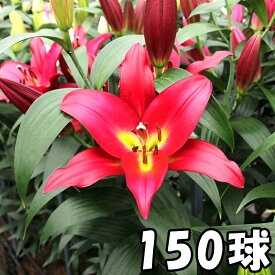 楽天市場 カサブランカ 花 値段の通販