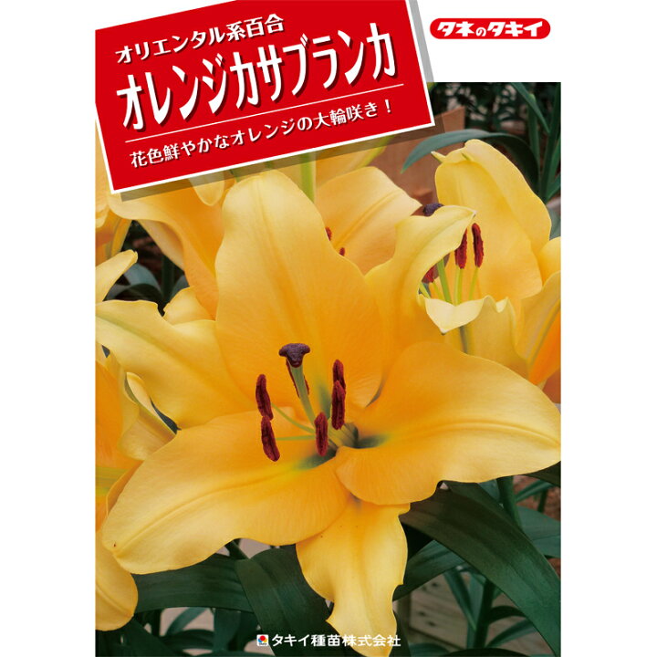 楽天市場 予約販売 ユリ オレンジカサブランカ バルベデ 125球 球周 サイズ 22cm オリエンタル百合原箱 タキイ種苗 球根 橙 花 園芸 ガーデニング 代引不可 プラスワイズ業者用専門店