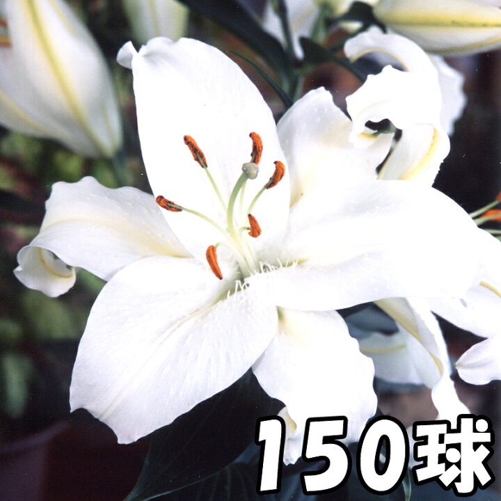 楽天市場 予約販売 ユリ ジャイアントカサブランカ 白 ノバゼンブラ 150球 球周 サイズ18 cm オリエンタル百合原箱 タキイ種苗 球根 花 園芸 ガーデニング 代引不可 プラスワイズ業者用専門店