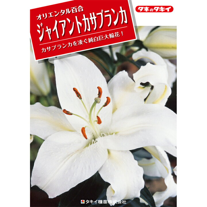 楽天市場 予約販売 ユリ ジャイアントカサブランカ 白 ノバゼンブラ 150球 球周 サイズ18 cm オリエンタル百合原箱 タキイ種苗 球根 花 園芸 ガーデニング 代引不可 プラスワイズ業者用専門店