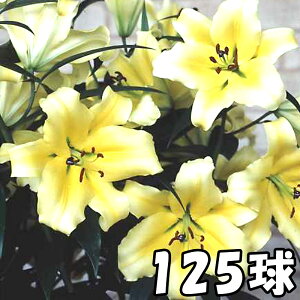 球根 カサブランカの人気商品 通販 価格比較 価格 Com