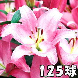 楽天市場 球根 種類 植物 カサブランカ ガーデニング 農業 花 ガーデン Diy の通販