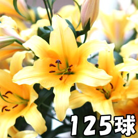楽天市場 カサブランカ 花 値段の通販