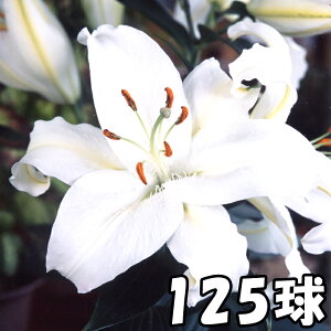 球根 カサブランカの人気商品 通販 価格比較 価格 Com