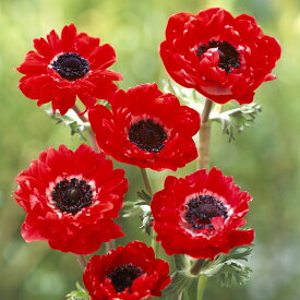 楽天市場 アネモネ 球根の通販