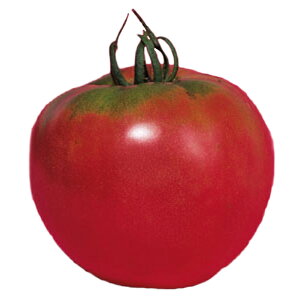 種 大玉トマト 強力米寿 58粒×3袋 タキイ種苗 春まき 種まき 播き 種子 野菜 畑 栽培 家庭菜園 品種 米S D メール便 (登録品種名:強力米寿)