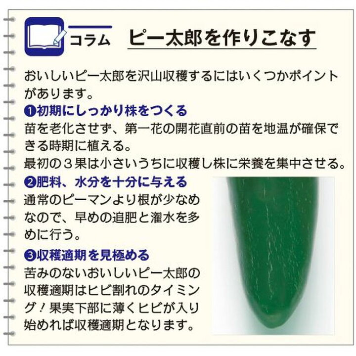 楽天市場】種 こどもピーマン ピー太郎 27粒 × 3袋 タキイ種苗 春まき 種まき 播き 種子 野菜 畑 栽培 家庭菜園 品種 米S D メール便 : プラスワイズ業者用専門店 楽天市場】種 こどもピーマン ピー太郎 27粒 × 3袋 タキイ種苗 春まき 種まき 播き 種子 野菜 畑 栽培 家庭菜園 品種 米S D メール便 : プラスワイズ業者用専門店