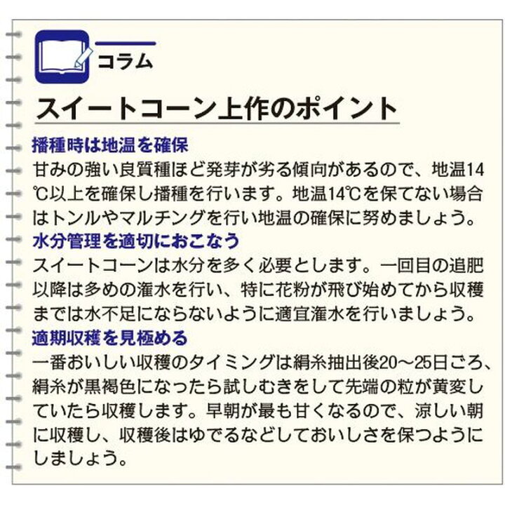 楽天市場】種 コーン ホイップコーン 40粒 × 3袋 タキイ種苗 春まき 種まき 播き 種子 野菜 畑 栽培 家庭菜園 品種 米S D メール便 : プラスワイズ業者用専門店 楽天市場】種 コーン ホイップコーン 40粒 × 3袋 タキイ種苗 春まき 種まき 播き 種子 野菜 畑 栽培 家庭菜園 品種 米S D メール便 : プラスワイズ業者用専門店