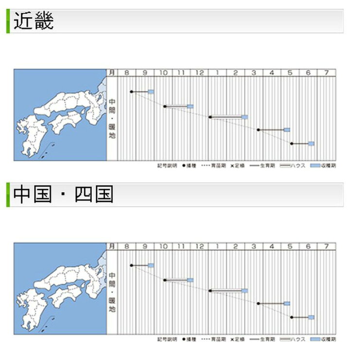 種 ネギ ホワイトスター 8 0ml 3袋 タキイ種苗 春まき 種まき 播き 種子 野菜 畑 栽培 家庭菜園 品種 米s D メール便 トラスト
