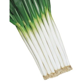 種 ネギ ホワイトスター 8.0ml×3袋 タキイ種苗 春まき 種まき 播き 種子 野菜 畑 栽培 家庭菜園 品種 米S D メール便 (登録品種名:ホワイトスター)