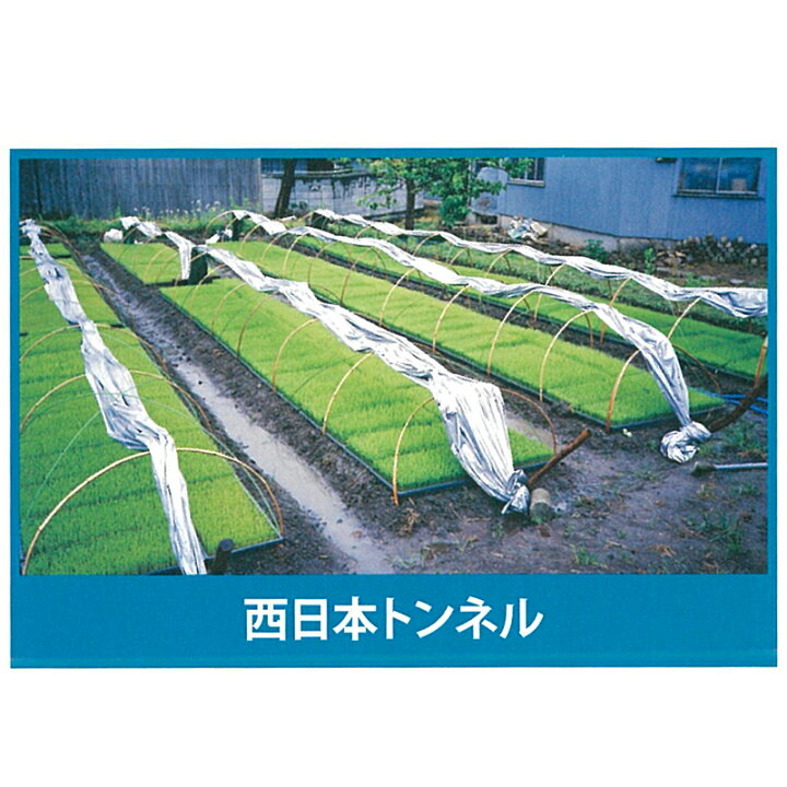 楽天市場】2本 シルバーポリトウ 水稲 用 ＃80 0.05mm×230cm×25m 育苗 