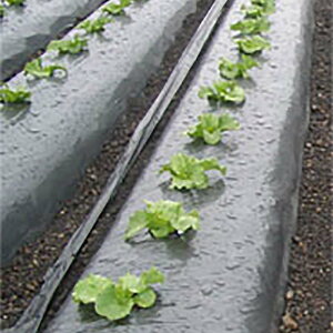 0m 黒マルチの通販 価格比較 価格 Com