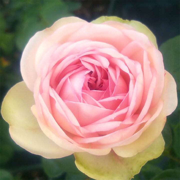 楽天市場 4本 天使のラブソング 2年大株 4号ポット つるバラ 淡いピンク 水谷農園 薔薇 北海道送料別途追加 苗 米s 代引不可 プラスワイズ業者用専門店
