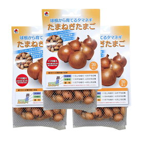 20球×3 たまねぎたまご 11月植え タキイ種苗 (品種：ネオアース) 玉ねぎ タマネギ 玉葱 種 栽培用 吉S DZ