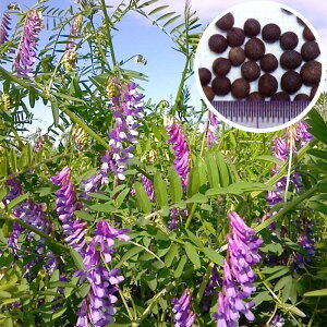  20kg  }bT wA[xb`  Δ ~co`̖ c A S s (o^i햼:}bT)