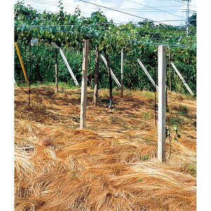  20kg n IIiMi^K ] G} ʎ͔|p c S s (o^i햼:])