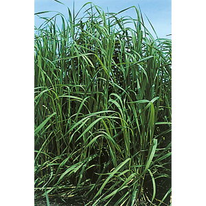  20kg `V[ NC}bNX  n q Δ c S s (o^i햼:NC}bNX)