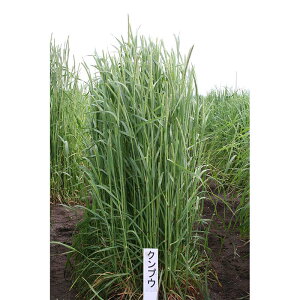  20kg `V[ NvE ɑ n q Δ c S s (o^i햼:NvE)