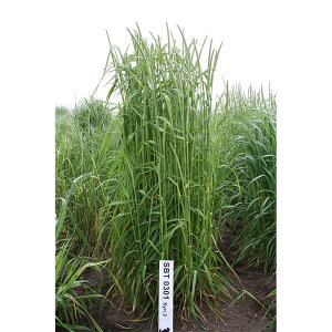  20kg PVP `V[ EZC ɑ n q Δ c S s (COo֎~ o^i햼:EZC _ѐYȕio^:21185)