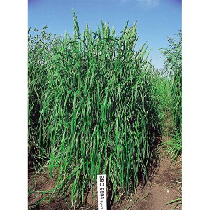  20kg PVP I[`[hOX obJX Ӑ q Δ c S s (COo֎~ o^i햼:obJX _ѐYȕio^:12590)