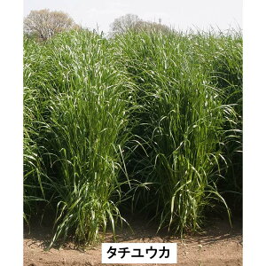  20kg PVP C^ACOX ^`EJ SI-14  _ {Y c S s (COo֎~ o^i햼:SI-14 _ѐYȕio^:25366)