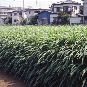 種 20kg ギニアグラス ソイルクリーン 畑作 線虫抑制 緑肥 雪印種苗 米S 代引不可 (登録品種名:ソイルクリーン)