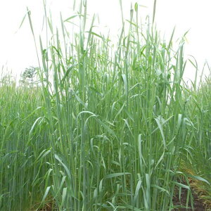  20kg CM C R-007 EC[[ Ӑ  Δ c S s (o^i햼:EB[[)