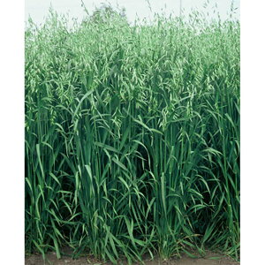  20kg PVP GoN EgneʓV ɑ _  c S s (COo֎~ o^i햼: ʓV _ѐYȕio^:19307)