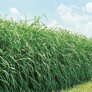 種 20kg スーダン ヘイスーダン 極早生 酪農 畜産 緑肥 雪印種苗 米S 代引不可 (登録品種名:ヘイスーダン)