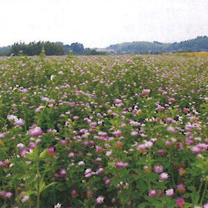  20kg yVAN[o ܂ߏ c S s (o^i햼:Mame-Komachi)