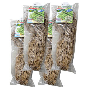 4 AXpKXc TCY L EFJ ͔|p (o^i햼FEFJ) gS DZ