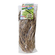 アスパラガス苗 スーパージャンボ 超超特大株 2L株 ウェルカム 栽培用 (登録品種名：ウェルカム) 吉S DZ