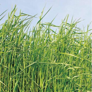  20kg PVP `V[ }IC kCp c S s (COo֎~ o^i햼:}IC _ѐYȕio^:24855)